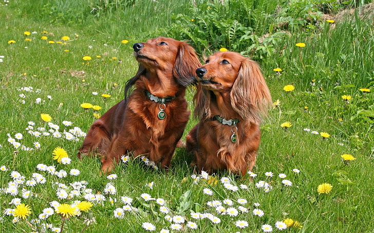 two brown puppies, dog, couple, grass, flowers, walk, pets, animal