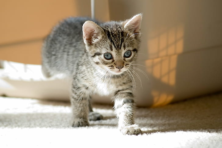black tabby kitten walking on white carpet, cats, cats, Foster, HD wallpaper