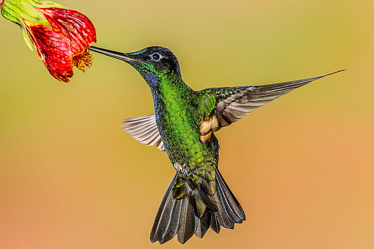 panting of green and black hummingbird, Buff-winged Starfrontlet, HD wallpaper