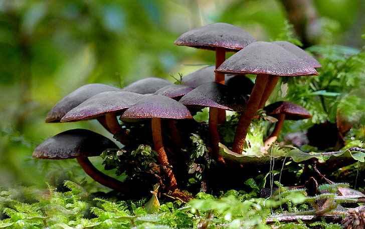 close up photo of red mushroom, hypholoma, hypholoma, Nature, HD wallpaper