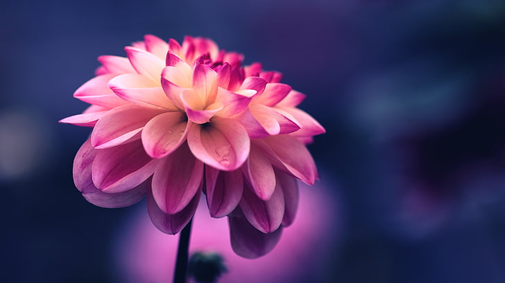 Nature Spring Pink Flower iPad Wallpapers Free Download