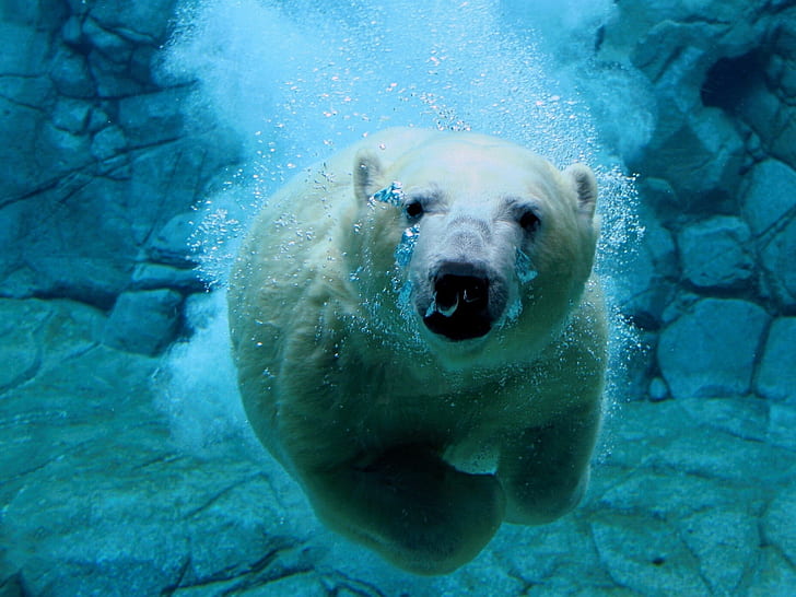 HD wallpaper: underwater polar bears Animals Bears HD Art | Wallpaper Flare