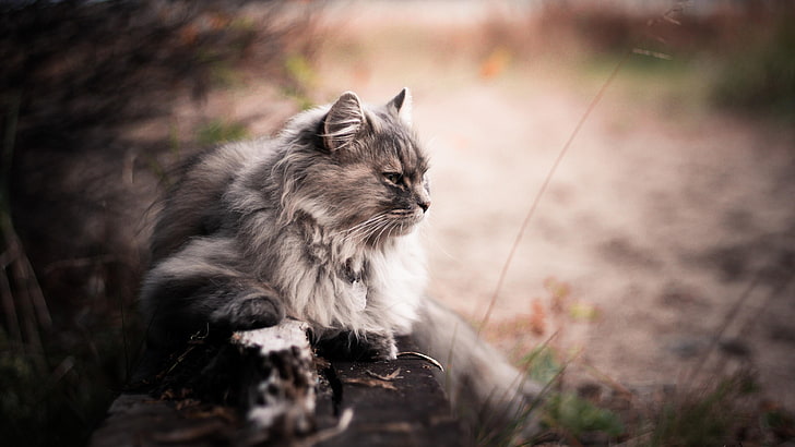 cat, blur, long hair cat, longhaired, grey cat, domestic cat, HD wallpaper