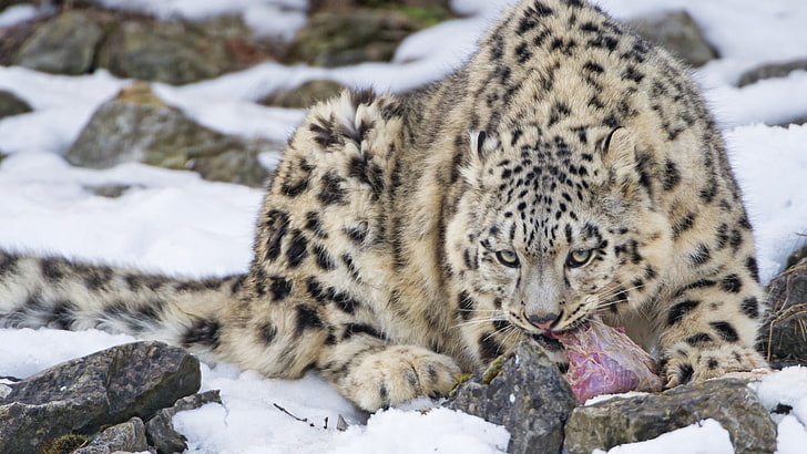 bobcat, snow leopards, leopard (animal), big cats, animals, mammals, HD wallpaper