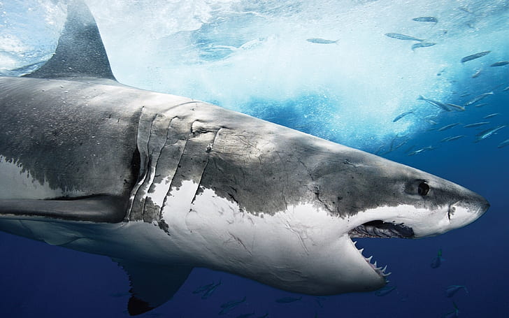Big Shark Profile, great white shark, ocean