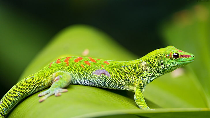 4k, reptile, Gecko, green, HD wallpaper