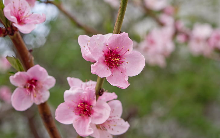selective focus photography of pink Cherry Blossoms, Киев