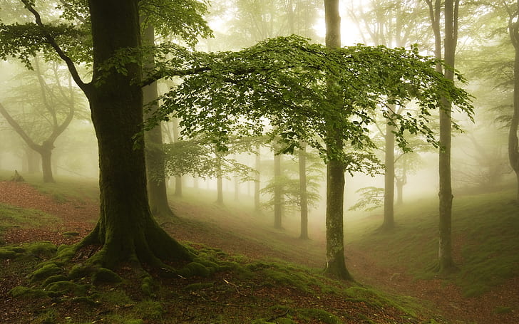Fog, forest, trees, HD wallpaper