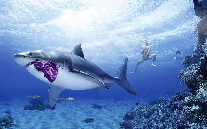 great white shark, animals, fish, men, underwater, humor, animals in the wild, HD wallpaper