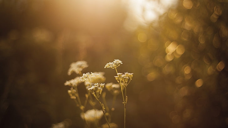 gold-colored chain necklace, bokeh, nature, flowers, sunlight, HD wallpaper