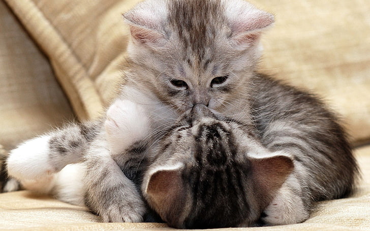 two gray tabby kittens, cat, animals, hugging, baby animals, playing, HD wallpaper