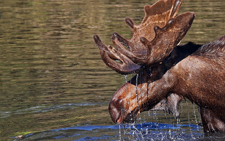 moose in body of water with water pouring down from it's head, HD wallpaper