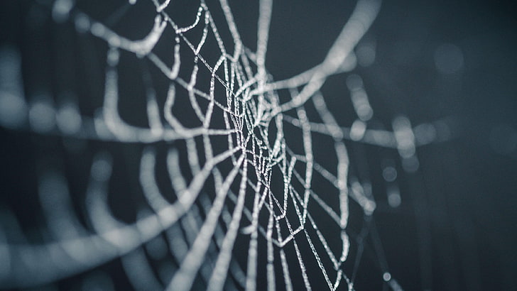 web, spider-web, close-up, spider web, no people, selective focus, HD wallpaper