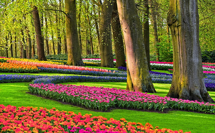 Colorful Spring Gardens, Holland, Netherlands, Europe, Tulips, HD wallpaper