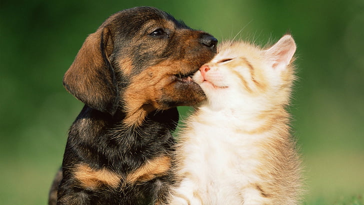 HD wallpaper: Animal, Cat & Dog, Adorable, Kitten, Puppy, animal themes |  Wallpaper Flare