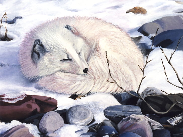 arctic fox camoflouge All Curled Up... Animals Other HD Art, cute, HD wallpaper