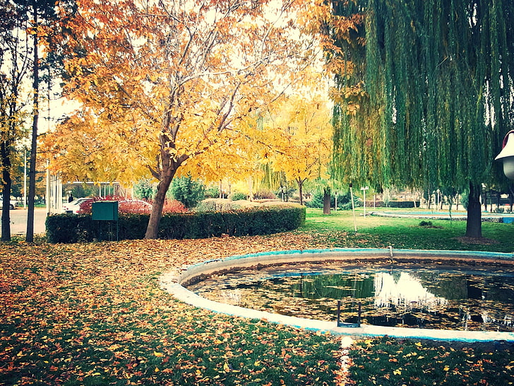 yellow leafed tree, Iran, kermanshah, fall, trees, nature, autumn, HD wallpaper