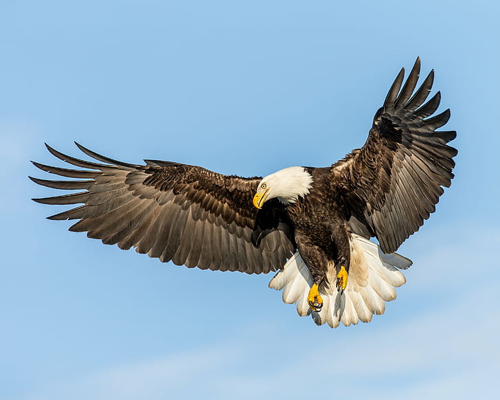 flying bald eagle, Fish, looking  in, in-flight, fishing, Kachemak Bay, HD wallpaper