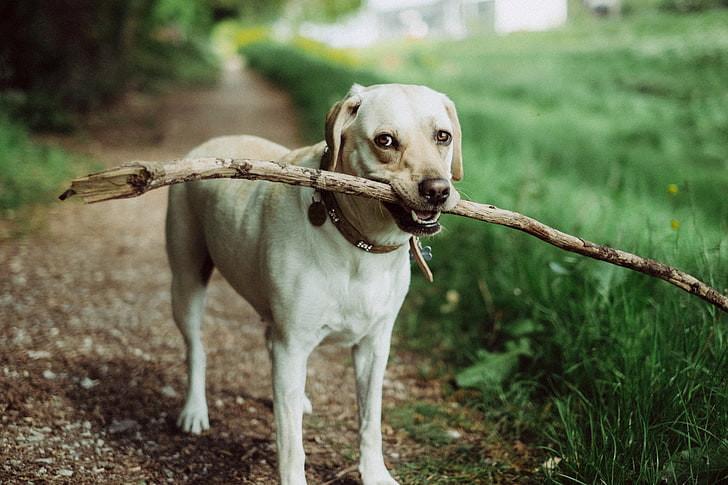 short-coat tan Labrador retriever, dog, muzzle, stick, animal