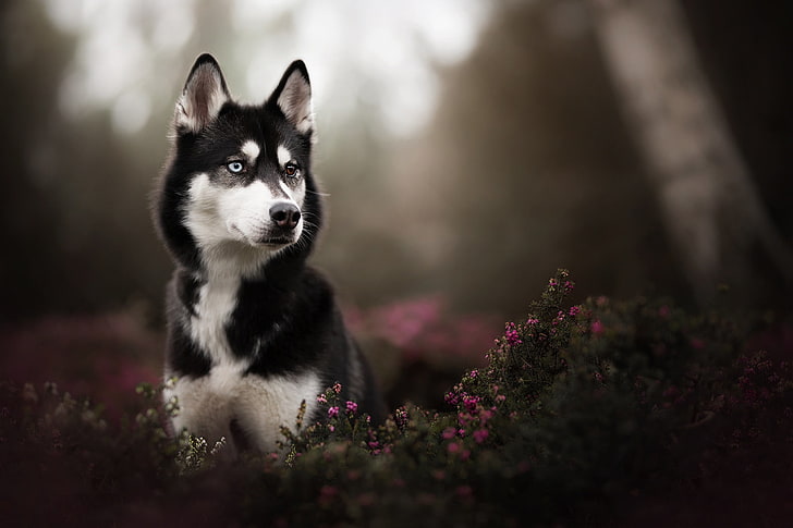 adult white and black Siberian husky, black Siberian Husky puppy in tilt shift photography, HD wallpaper