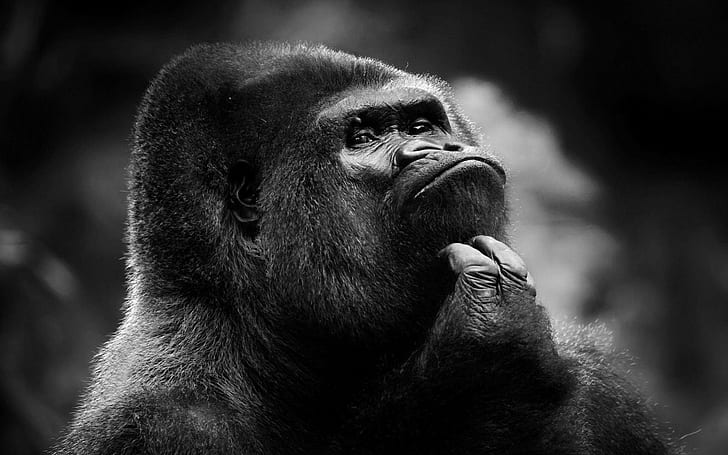 gorillas, primate, ape, one animal, mammal, animal wildlife