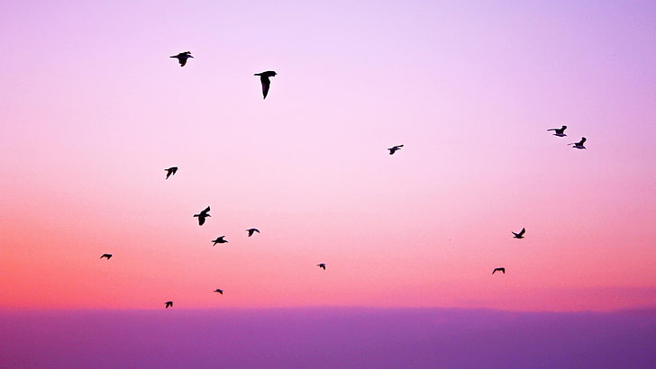 sky, purple sky, migration, bird, morning, bird migration, sunrise, HD wallpaper