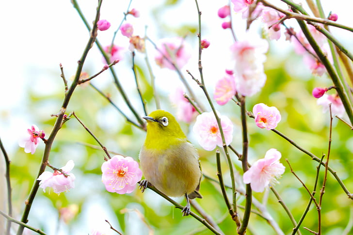selective focus photography of yellow bird surrounded by pink petaled flowers, japanese white-eye, plum, japanese white-eye, plum