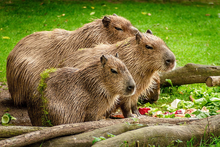 animals, capybara, close up, cute, eat, fur, grass, group, hydrochoerus hydrochaeris, HD wallpaper