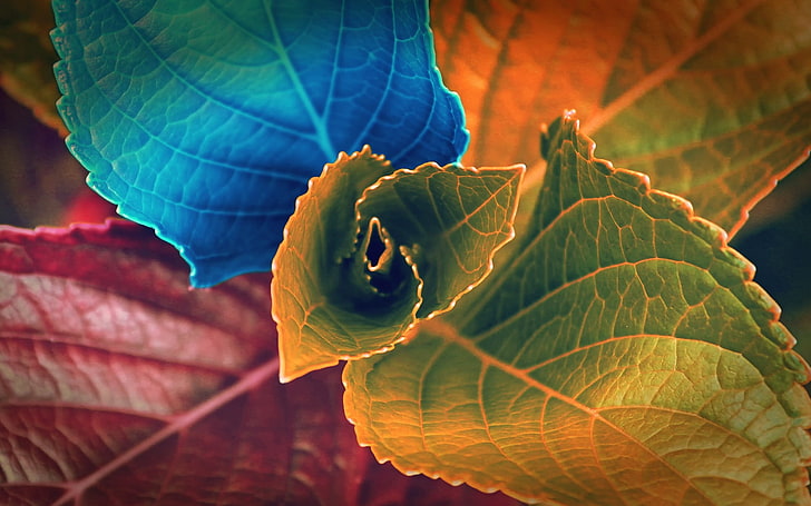 green, yellow, red, and purple leafed plant, plants, macro, leaves, HD wallpaper