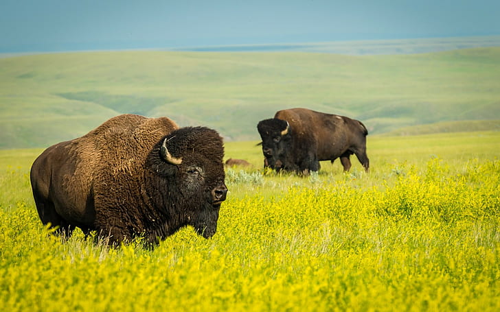 Bisons Animals, 2 black and brown bison, wildlife, rape, nature, HD wallpaper