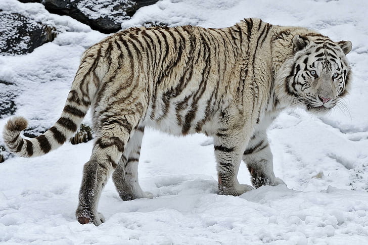 White Tiger Wild Cat Snow Winter High Resolution, gray and black tiger