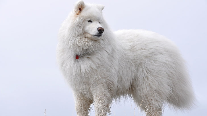 adult long-coated white dog, animals, one animal, animal themes