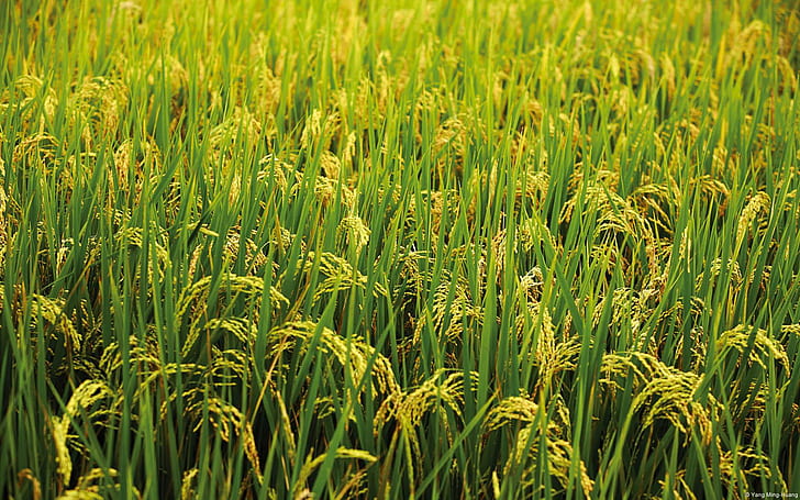 In The Green L, rise, fields, corn, 3d and abstract, HD wallpaper