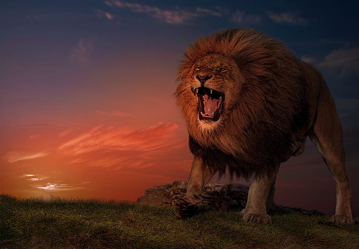 sunset, Leo, the king of beasts, wild cat, aggressive, HD wallpaper