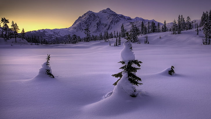 green leafed tree, cold, snow, mountains, trees, sunset, nature