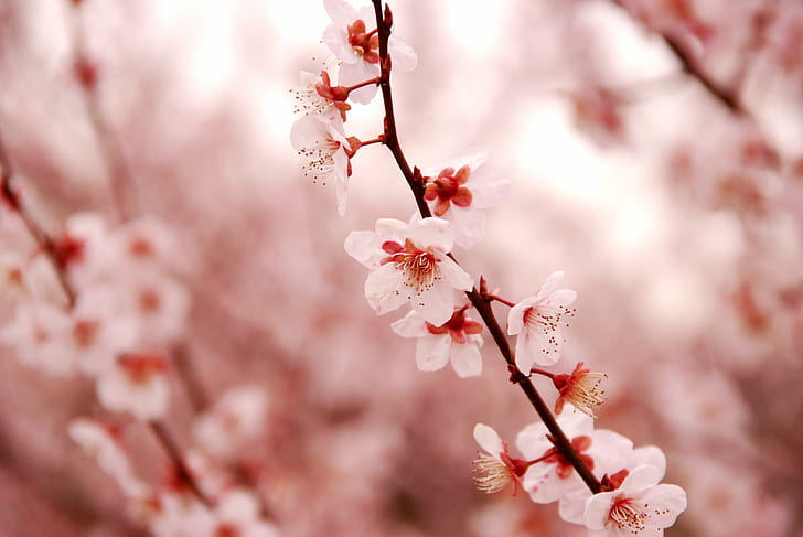 pink Cherry Blossom leaves on branch in close up photography during daytime, HD wallpaper