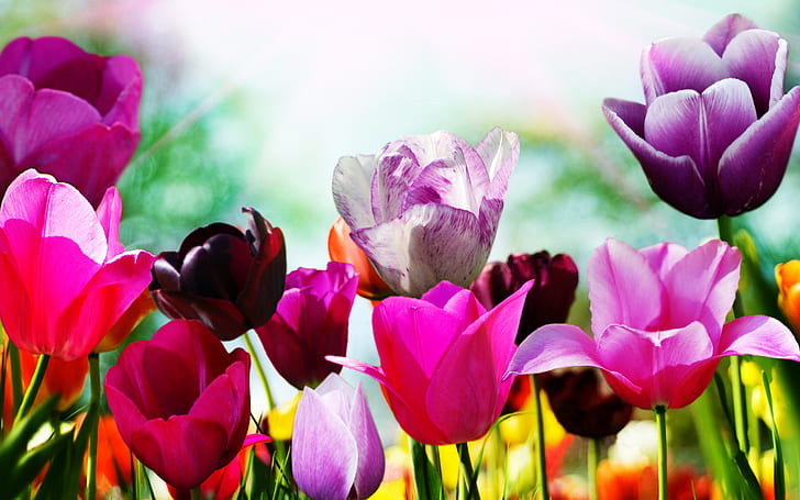 Superb Spring Tulips, background, flowers, picture