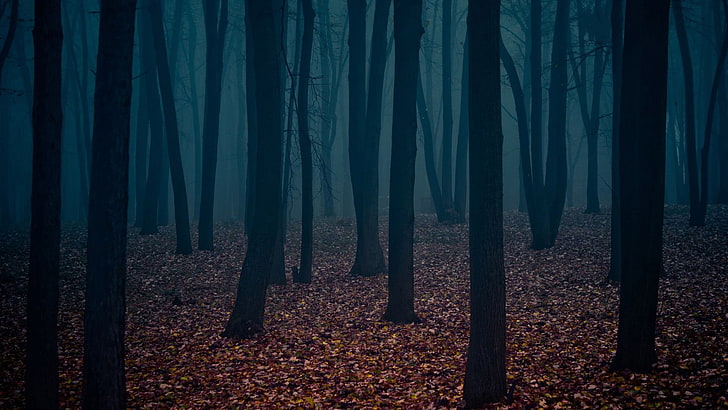 silhouette of forest cover in fog, dark, trees, nature, land, HD wallpaper