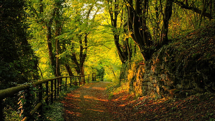 green trees, fence, landscape, forest, path, nature, plant, direction, HD wallpaper
