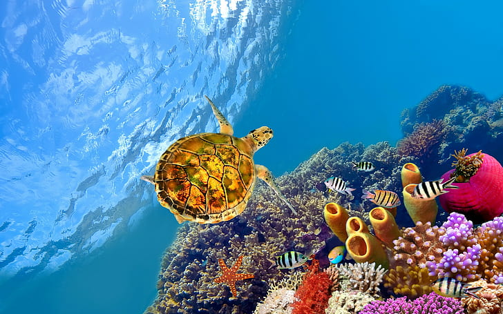 Turtle underwater, yellow and green turtle, Fish, corals, starfish, HD wallpaper