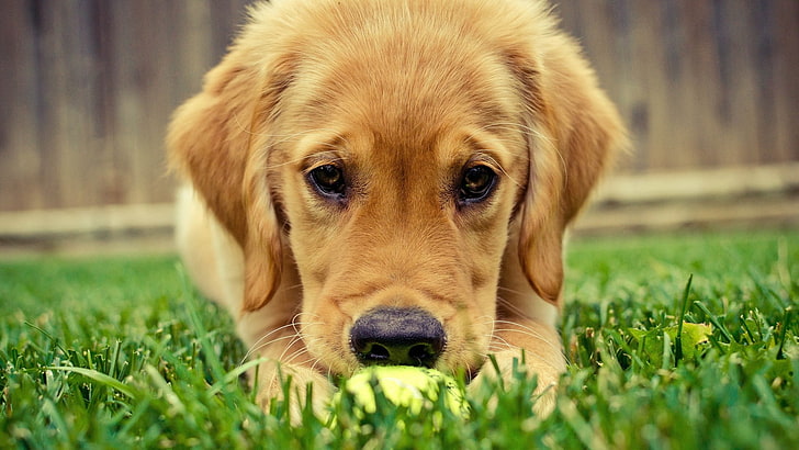 golden retriever puppy, golden retriever puppy on grass field, HD wallpaper