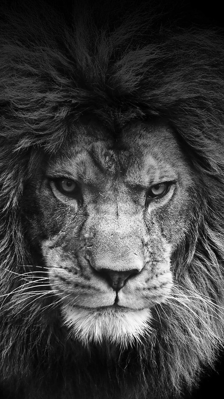 Legendary Lion, grayscale photo of lion wallpaper, Animals, feline