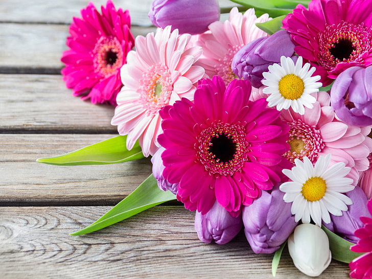 assorted-color flowers, chamomile, tulips, gerbera, gerbera Daisy, HD wallpaper