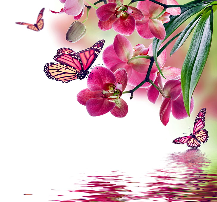 pink orchid flowers, butterfly, water, beautiful, reflection, HD wallpaper