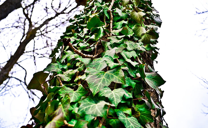 Green All Around, Aero, Macro, Trees, ivy, plant, leaf, plant part
