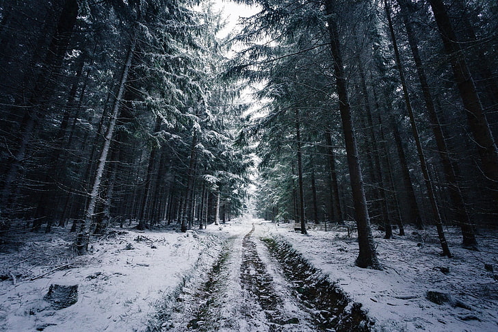 black and gray area rug, Johannes Hulsch, forest, winter, snow, HD wallpaper