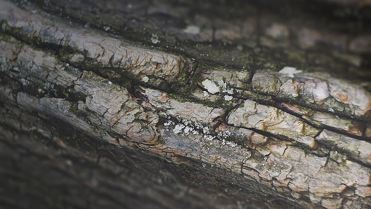 gray tree bark, untitled, macro, trees, nature, wood - Material, HD wallpaper