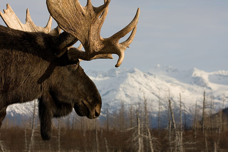 moose, HD wallpaper