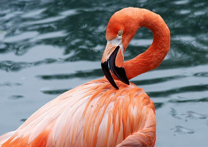 HD wallpaper: flamingo background, animal themes, bird, orange color,  animals in the wild | Wallpaper Flare