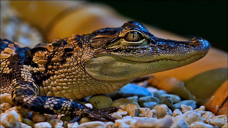 brown and black alligator, crocodile, small, face, color, spotted